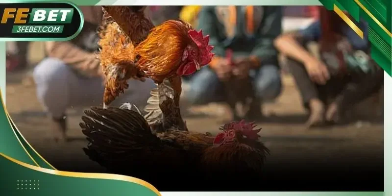 Quan sát chiến kê trước trận để đánh giá phong độ