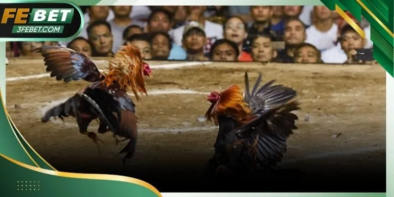 Các loại cược phong phú trên Febet mang lại nhiều lựa chọn cho người tham gia