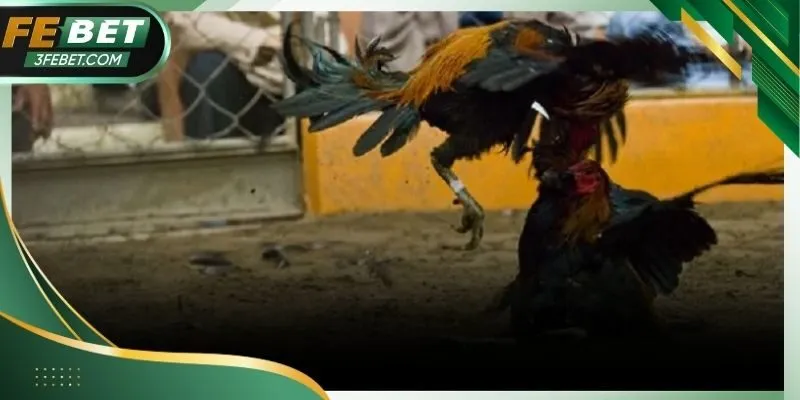 Giao diện chọn trận và đặt cược trực tiếp trên Febet dễ sử dụng và theo dõi kết quả