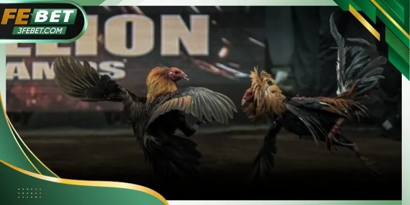 Thành viên Febet phân tích thông tin và lựa chọn chiến lược đặt cược hiệu quả